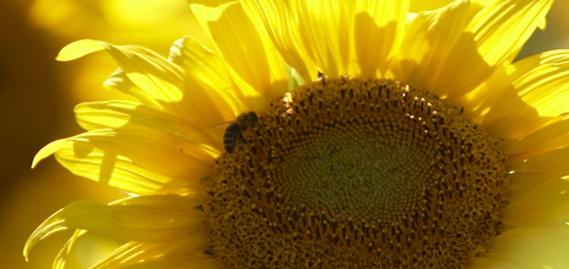Biogas-head-1-Sonne